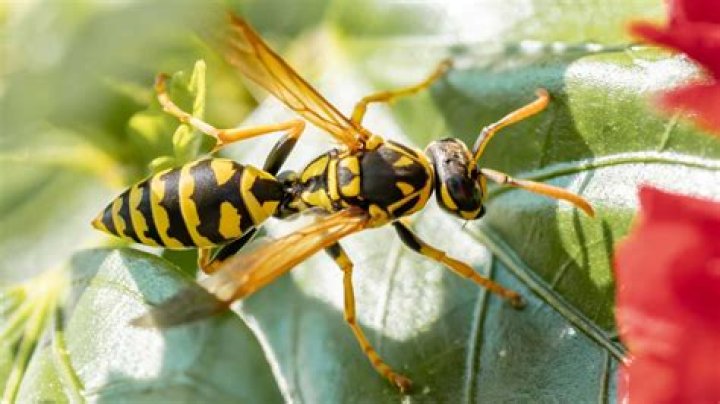Are bees yellow with black stripes or black with yellow stripes