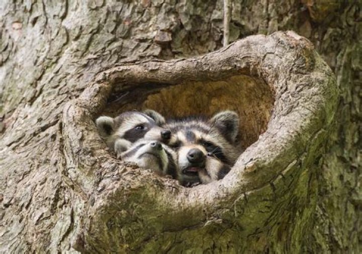 Are raccoons protected in Illinois