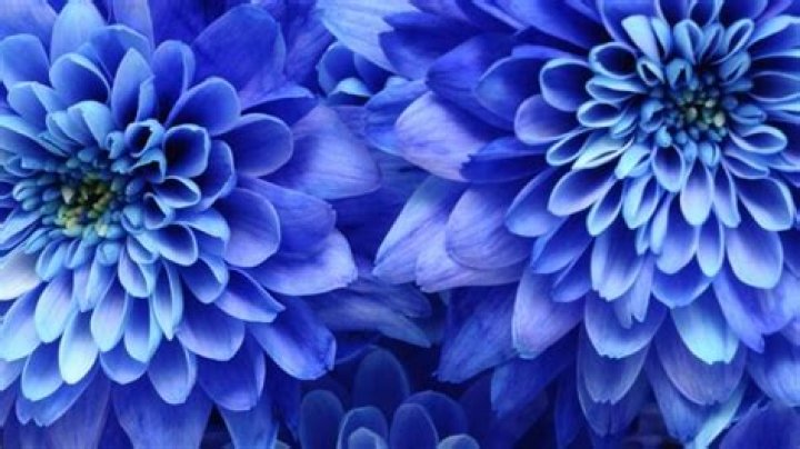 Are there any natural blue flowers