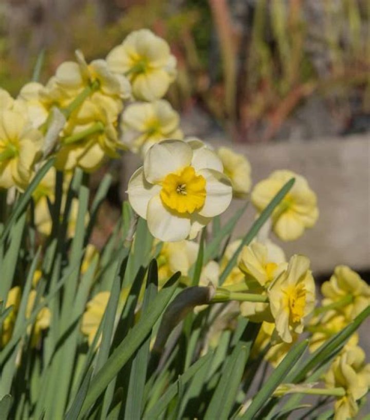 Are there miniature daffodils