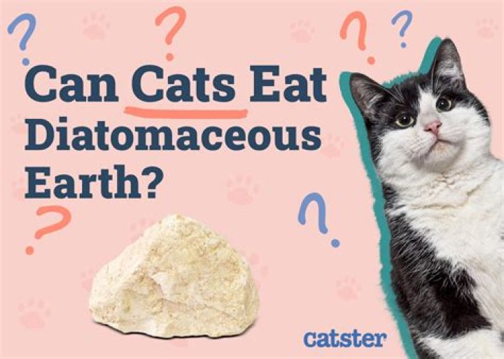 Can I put diatomaceous earth on my kitten