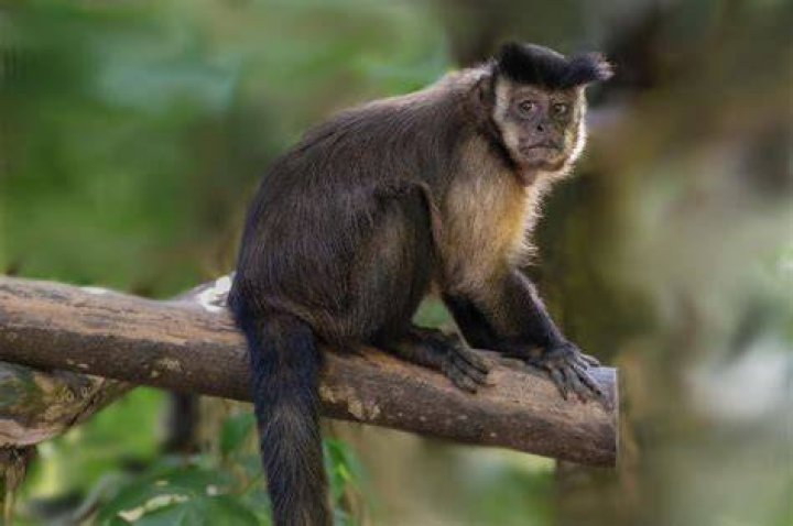 Can you buy a capuchin monkey in the US