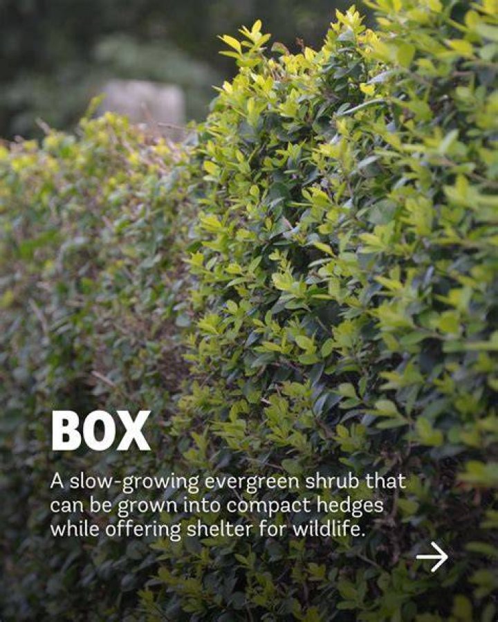 Can you buy already grown hedges