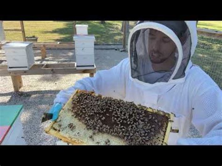 Can you get honey from a first year hive
