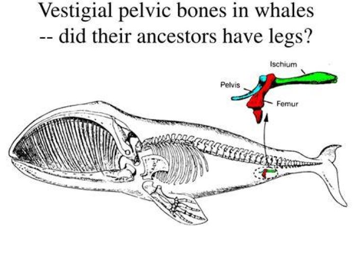 Do whales still have leg bones
