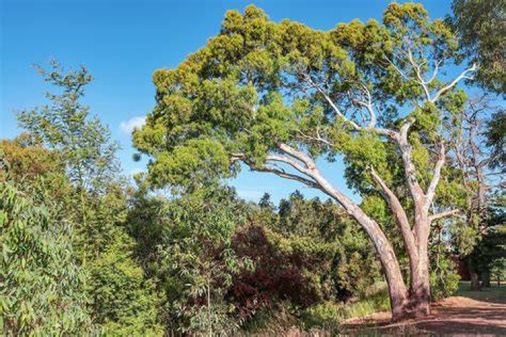 Does eucalyptus grow in New Zealand