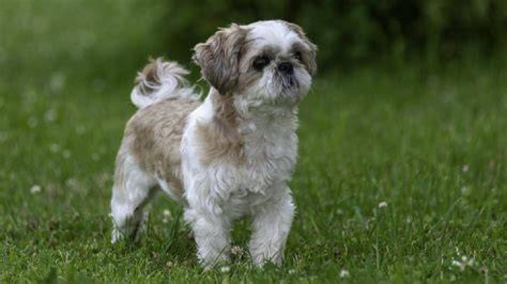 How big does a Shih Tzu grow