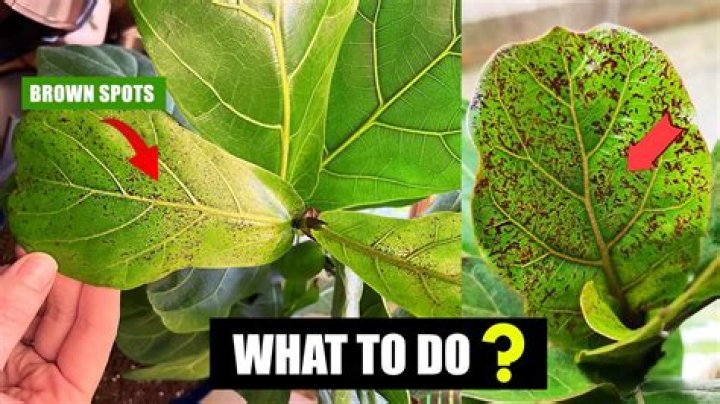 How do I fix brown spots on my fiddle leaf fig