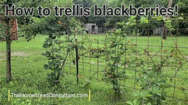 How do I protect my blackberry bushes