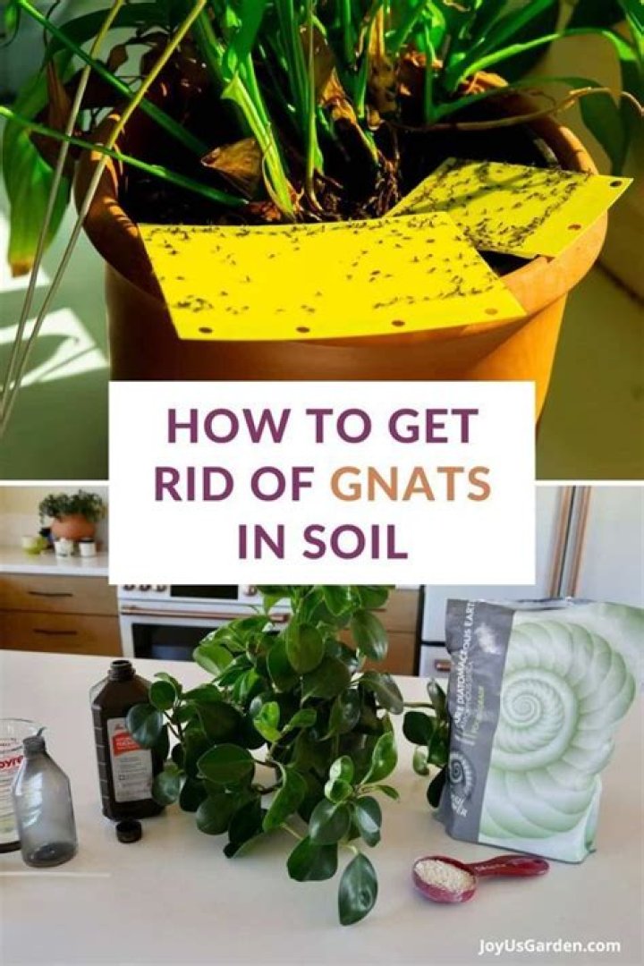 How do you get rid of bugs in house plants