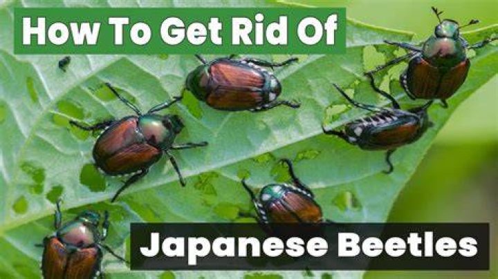 How do you permanently get rid of Japanese beetles