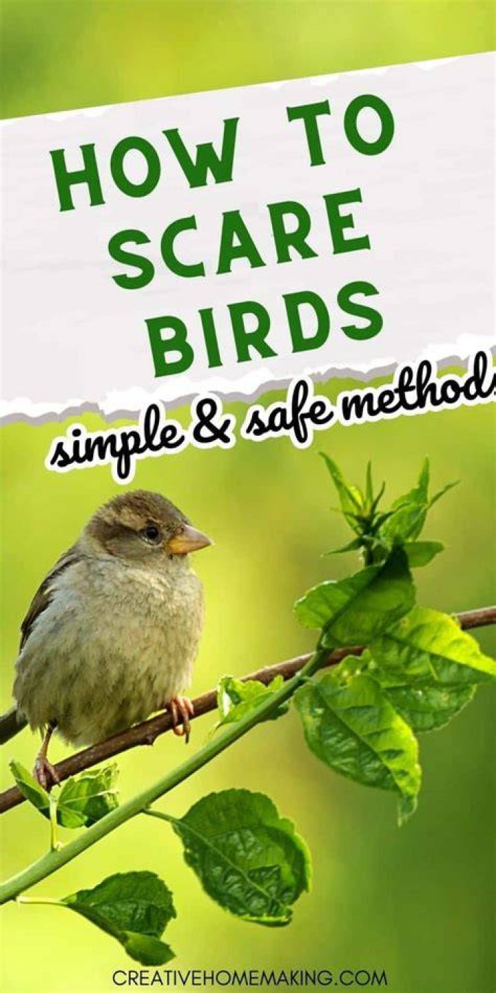 How do you scare birds away from trees