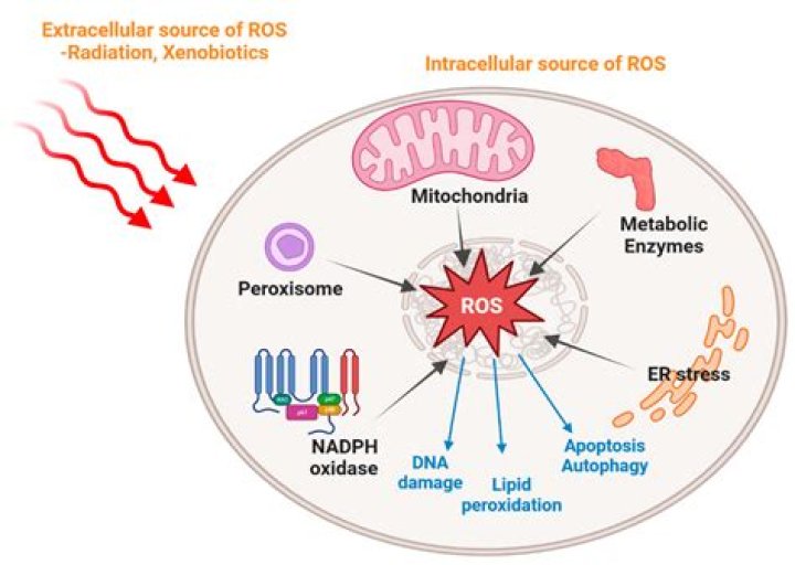 How does the oxidative burst of macrophages kill bacteria