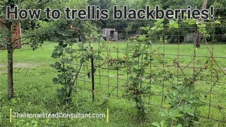 How far apart do you plant thornless blackberries