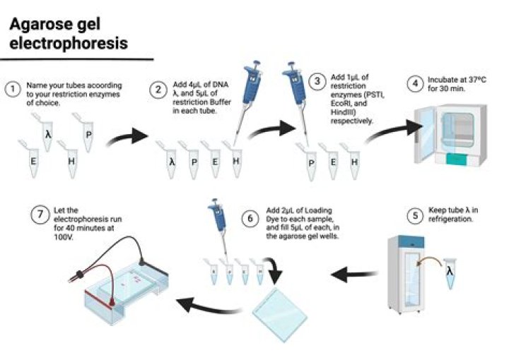 How is gel electrophoresis similar to thin layer chromatography