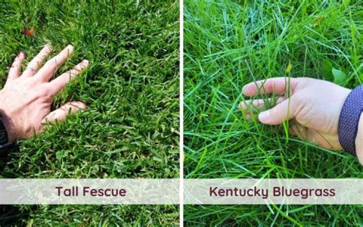 How late can you plant Kentucky bluegrass