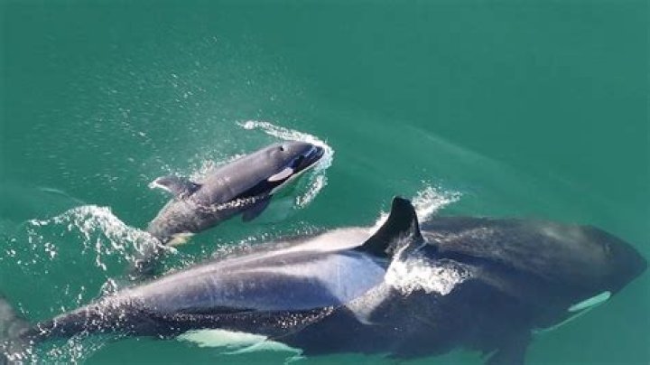How long does an orca calf stay with its mother