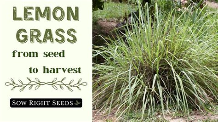 How long does it take to grow lemongrass from seed