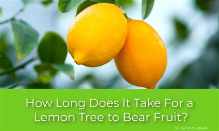 How long will a pear tree bear fruit