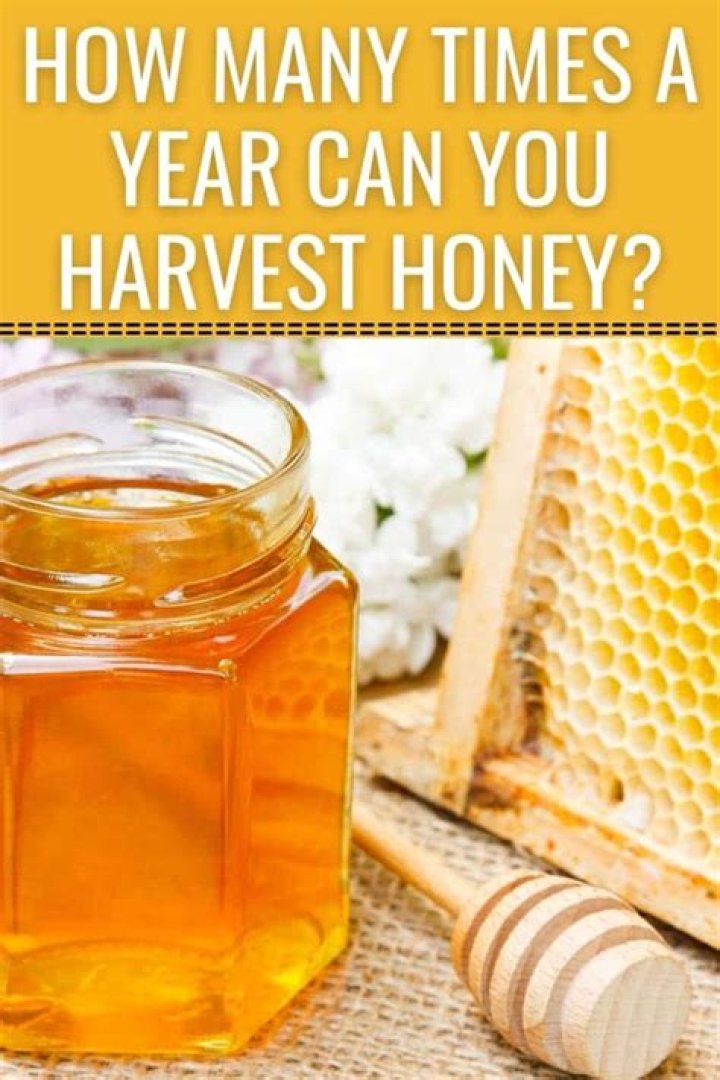 How many times can you harvest honey in a year