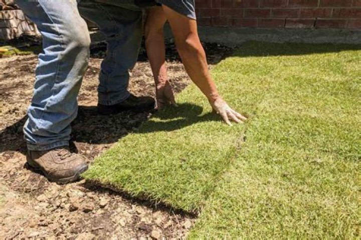How much does a pallet of Zoysia grass cost
