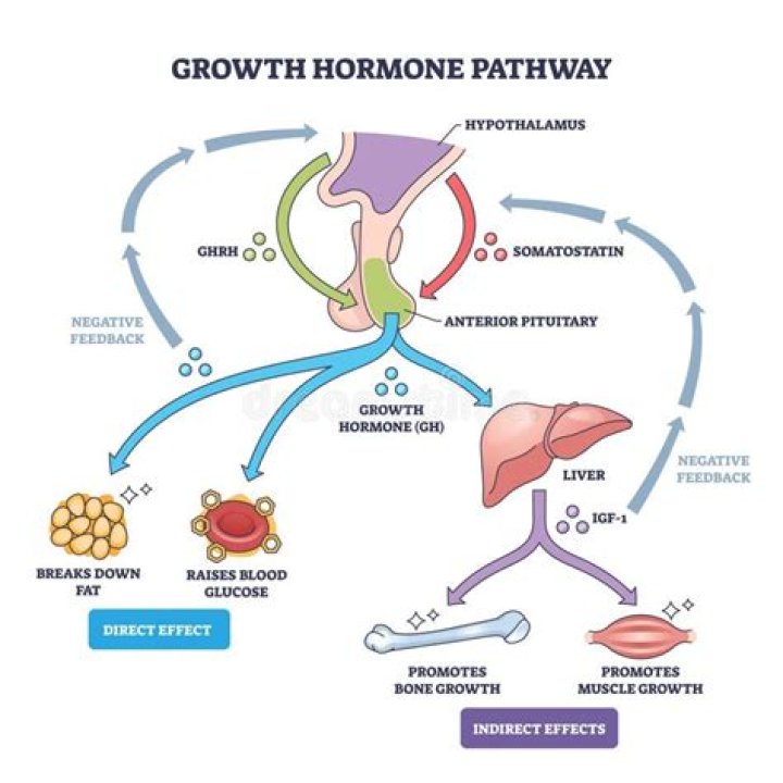 Is growth hormone a trophic hormone