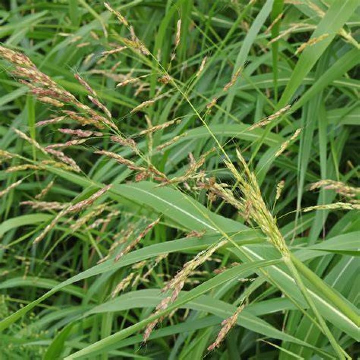 Is sorghum a grass