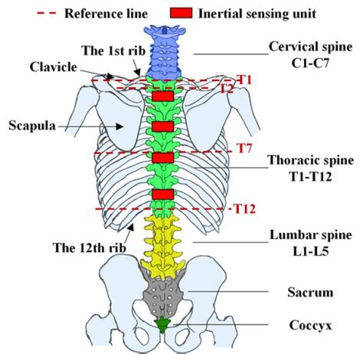 Is the spine connected to the hips