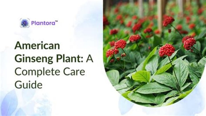 What are ginseng companion plants