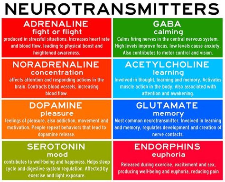 What are neurotransmitters psychology