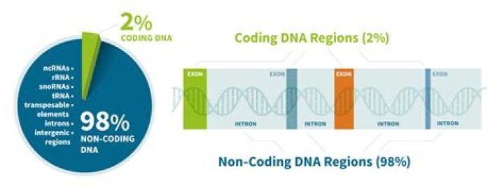What are non coding regions of a gene called