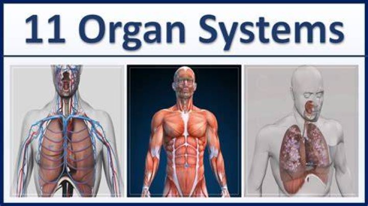 What are the 11 body systems and their organs
