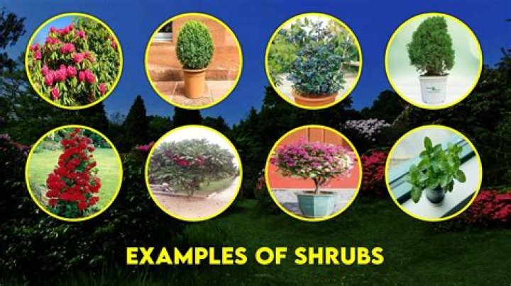 What are the example of shrubs plants