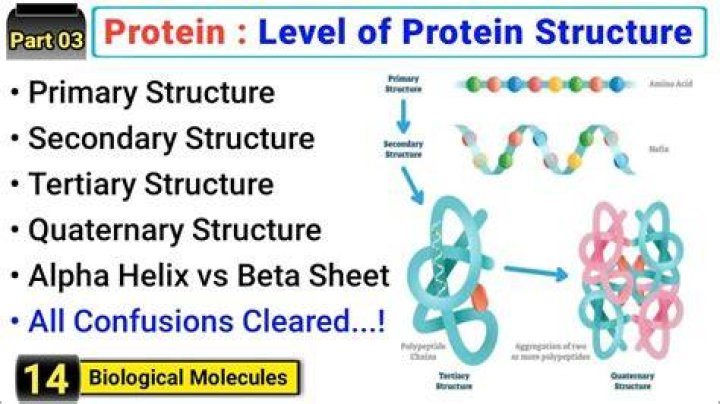 What are the four levels of protein structure How do they differ