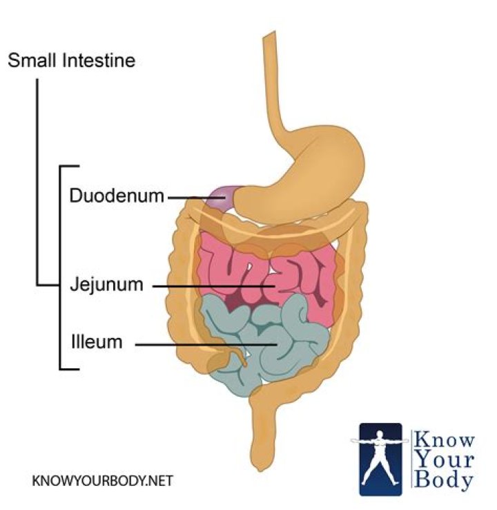 What are the parts of the small intestine