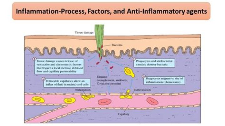 What are the phases of the inflammatory process
