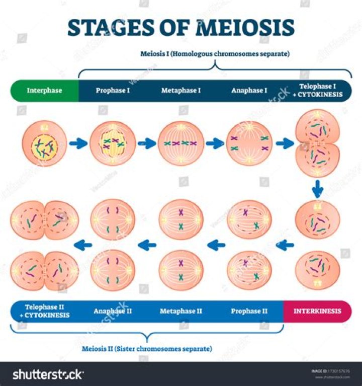 What are the steps of meiosis in order