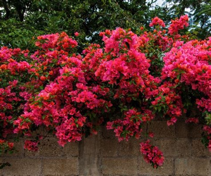 What do I feed my bougainvillea