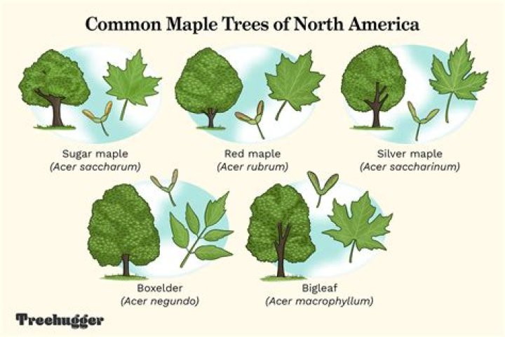 What family is the maple tree in