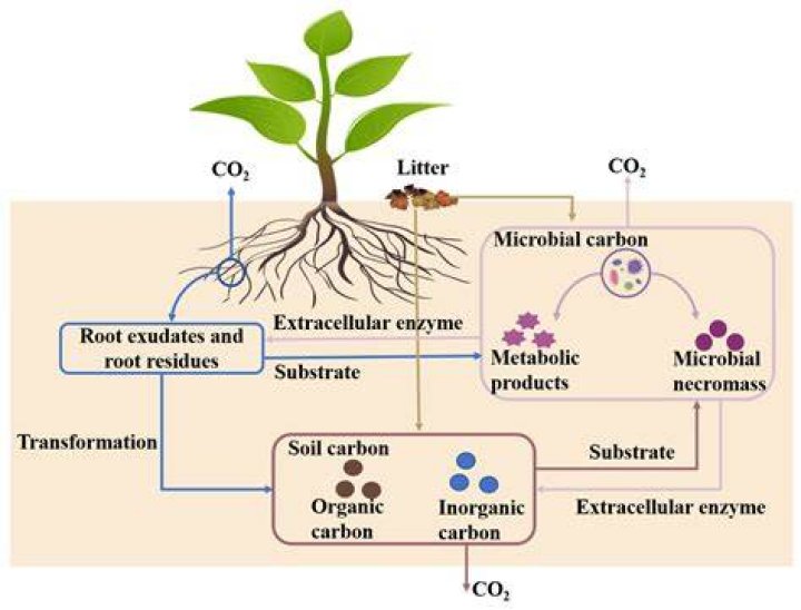 What form is carbon in plants