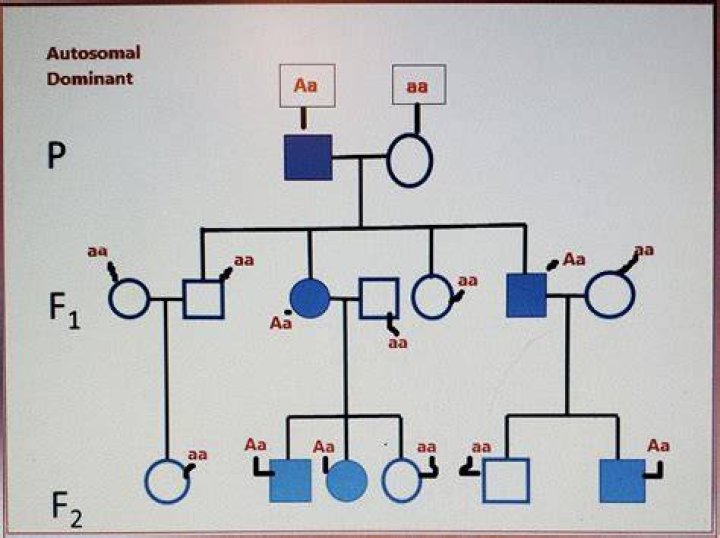 What is an autosomal dominant pedigree