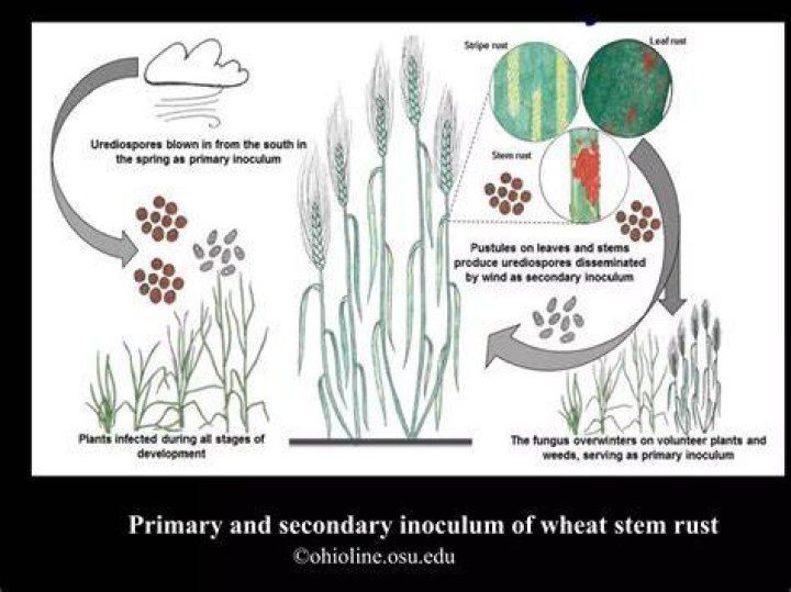 What is black stem rust of wheat