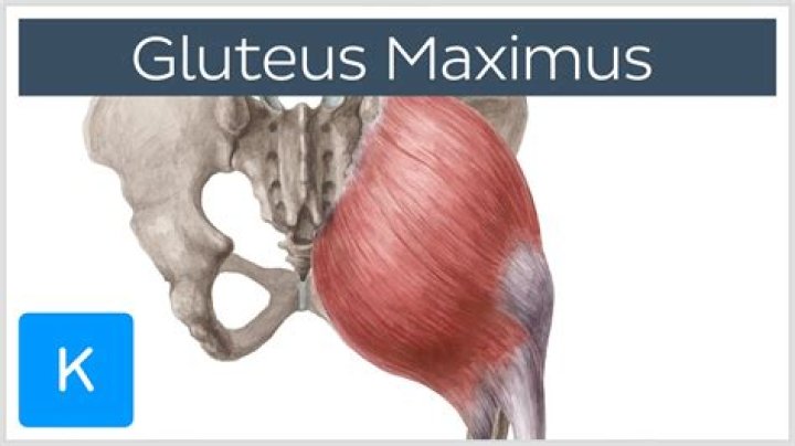 What is the function of the gluteus maximus