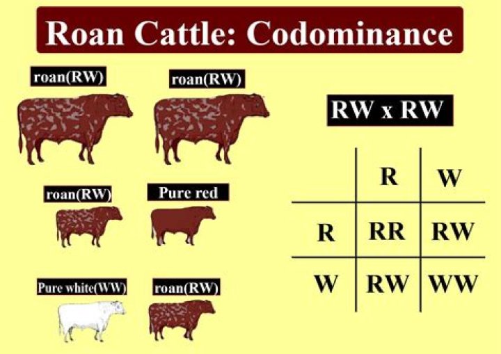 What is the genotype of a roan cow