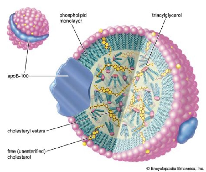 What is the most common type of sterol in the body