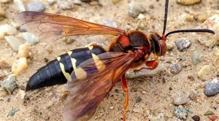 What kind of hornets live in the ground