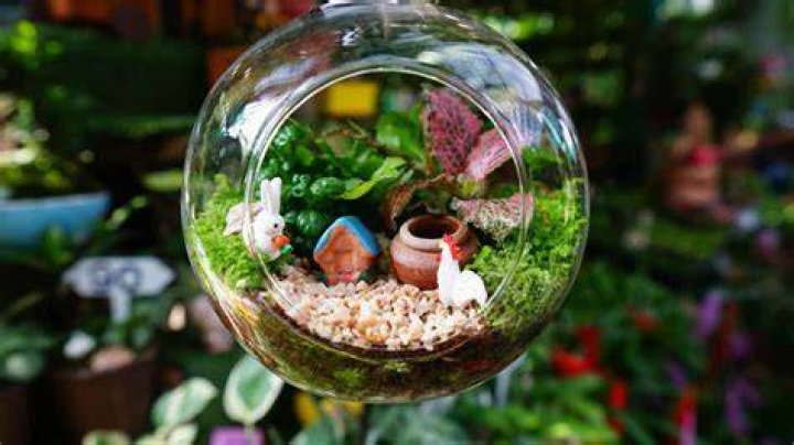 What plants are good for a small terrarium