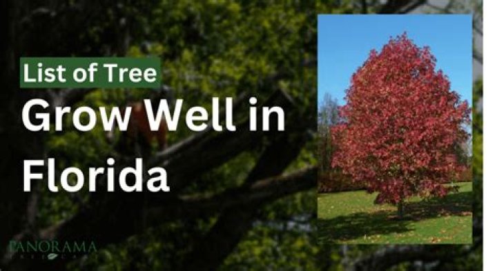 What trees grow well in Arizona