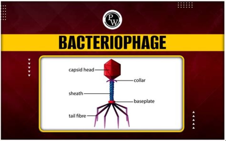 What type of organism is a bacteriophage