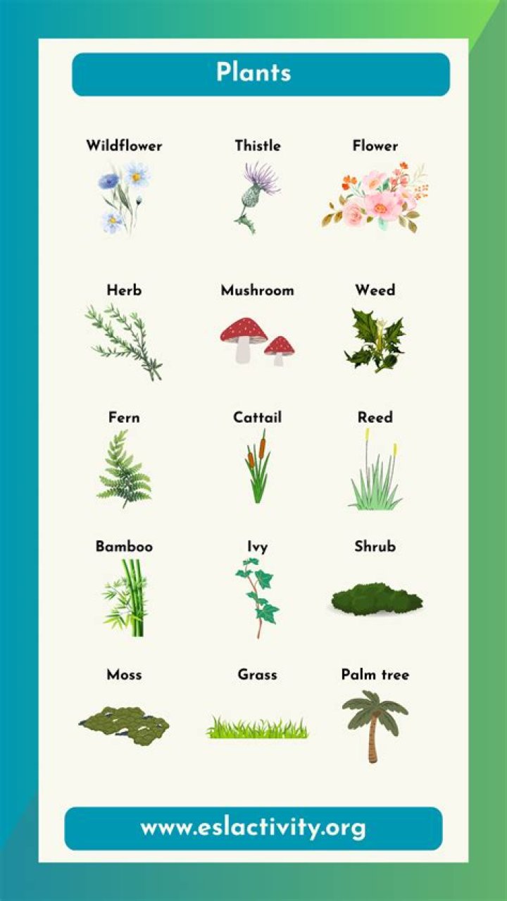 What type of plants live in Asia